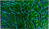 Black 3mm CBS Emerald 'Figure C' 90 COE Dichroic Glass - 5 sizes available!