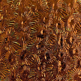 Black CBS Salmon 'Florentine' 90 COE Dichroic Glass - 5 sizes available!