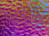 Clear Rainbow #2 Bullseye Ripple 90 COE Dichroic Glasses