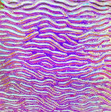 Clear CBS Magenta Green 'Stream X' 90 COE Dichroic Glass - 5 sizes available!