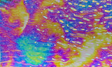 CBS Clear Green Magenta Fusion Ripple 90 COE Dichroic Glass - 3 sizes available!