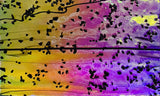 CBS Mardi Gras #4200 Rainbow #2 Frit Stringers 90 COE Dichroic Glass (Coating reversed)