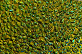 Black CBS Cyan Copper 'Dew Drop' 90 COE Dichroic Glass - 5 sizes available!