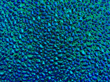 Black CBS Magenta Green Dew Drop 90 COE Dichroic Glass - 5 sizes available!