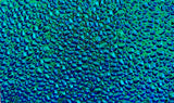 Black CBS Magenta Green Dew Drop 90 COE Dichroic Glass - 5 sizes available!