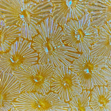 Thin Clear CBS Yellow Blue Florentine 90 COE Dichroic Glass - 5 sizes available!