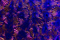 Black CBS Green Magenta Florentine 90 COE Dichroic Glass - 5 sizes available!
