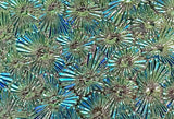 Black CBS Red Silver Blue 'Florentine' 90 COE Dichroic Glass - 5 sizes available!