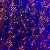 Black CBS Green Magenta Florentine 90 COE Dichroic Glass - 5 sizes available!