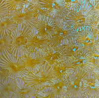 Thin Clear CBS Yellow Blue Florentine 90 COE Dichroic Glass - 5 sizes available!