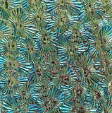 Black CBS Red Silver Blue 'Florentine' 90 COE Dichroic Glass - 5 sizes available!