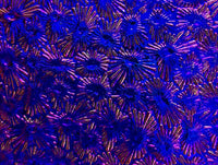 Black CBS Green Magenta Florentine 90 COE Dichroic Glass - 5 sizes available!