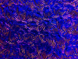 Black CBS Green Magenta Florentine 90 COE Dichroic Glass - 5 sizes available!