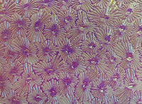 Thin Clear CBS Magenta Green Florentine 90 COE Dichroic Glass