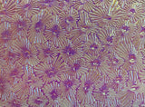 Thin Clear CBS Magenta Green Florentine 90 COE Dichroic Glass