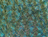 Black CBS Red Silver Blue 'Florentine' 90 COE Dichroic Glass - 5 sizes available!