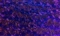 Black CBS Green Magenta Florentine 90 COE Dichroic Glass - 5 sizes available!