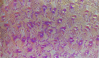 Thin Clear CBS Magenta Green Florentine 90 COE Dichroic Glass