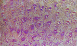 Thin Clear CBS Magenta Green Florentine 90 COE Dichroic Glass