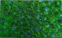Black CBS Emerald 'Florentine' 90 COE Dichroic Glass - 5 sizes!