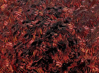 Black Candy Apple Red (CAR) Florentine 90 COE Dichroic Glass - 3 Sizes!